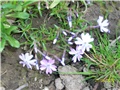 niski floks - lat. phlox subulata